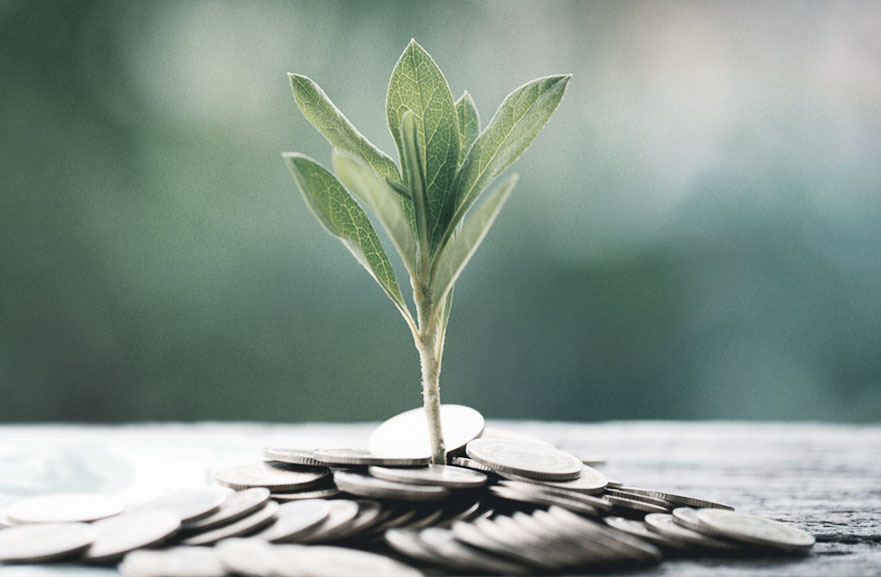 Muda de planta rodeada de moedas