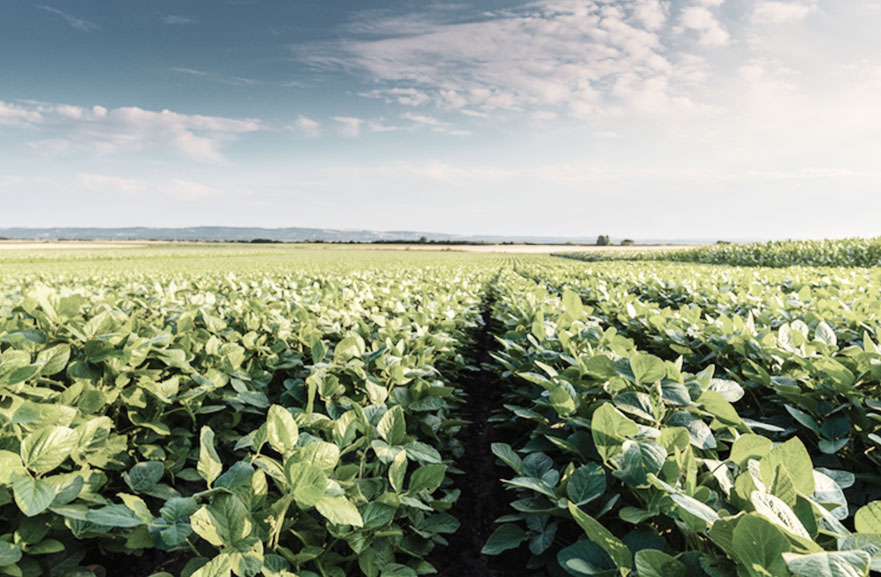 Visão de campo rural, com várias mudas de planta