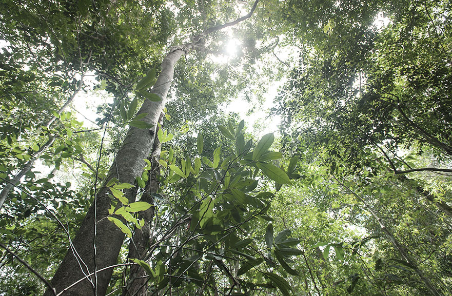 Visão inferior de conjunto de árvores