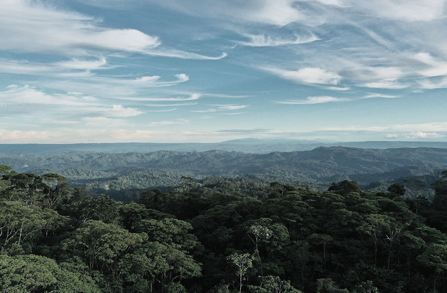 Visão superior de zona florestal
