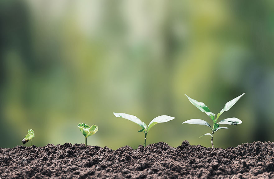 Imagem de quatro mudas de árvores, em fases diferentes de crescimento, organizadas da menor para a maior.