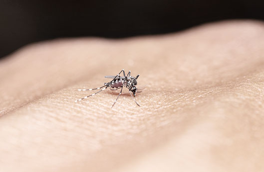 Mosquito da dengue
