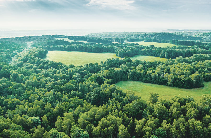 Imagem with trees and blue sky with cloud